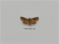 藏品(夜蛾697)的圖片